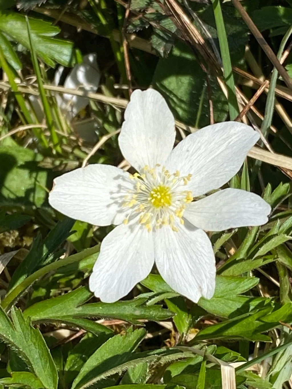 Anemone species — BSBI VC77